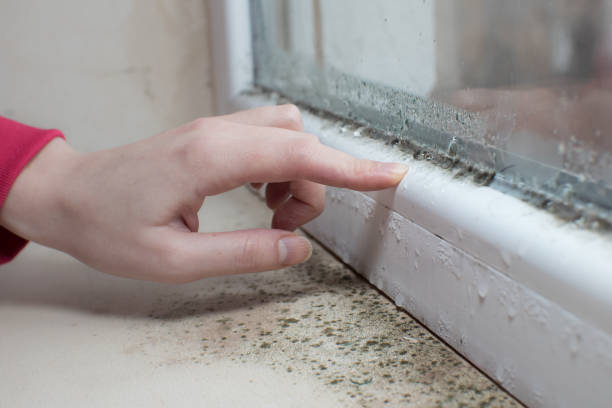  Mapleton, MN Mold Removal Pros